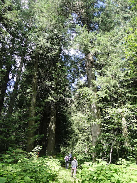 Riesige, mehr als 100 Jahre alte Bäume