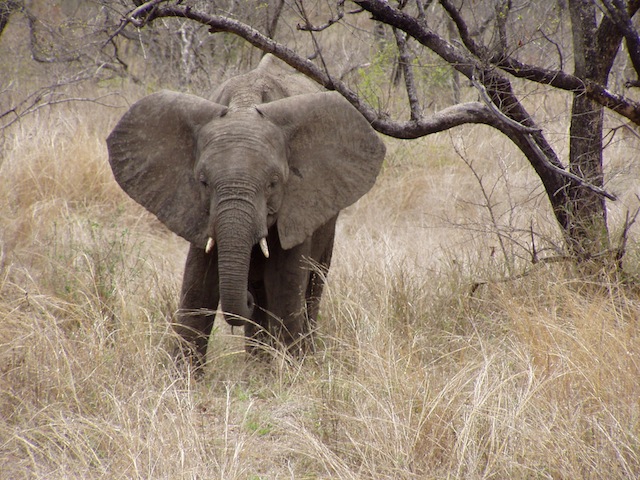 Wütender Elefant