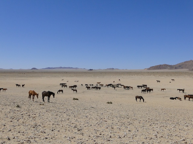 Namibs