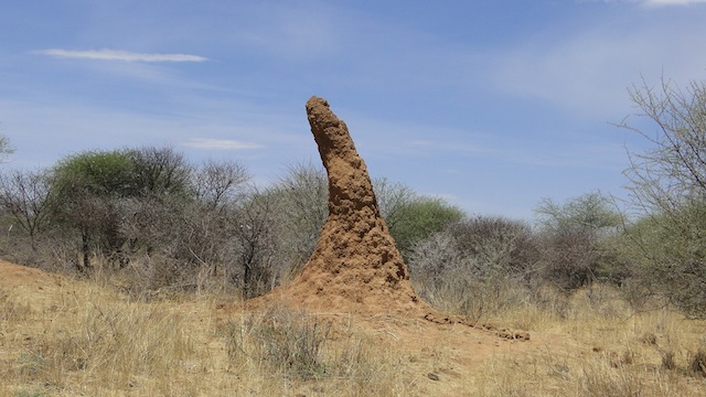 Riesige Termitenhügel