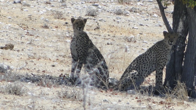 Zwei Leoparden