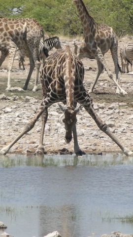 Giraffe trinkt