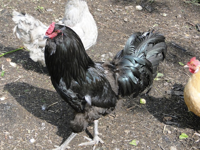 Endlich Hühner, Gundulas Wunsch seit Jahren-  Der stolze Hahn mit seinen 12 Hennen 