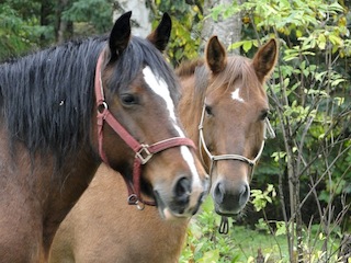 Besuch der Pferde eines Nachbarn auf unserem Grundstück.  Es sind sehr schöne Tiere